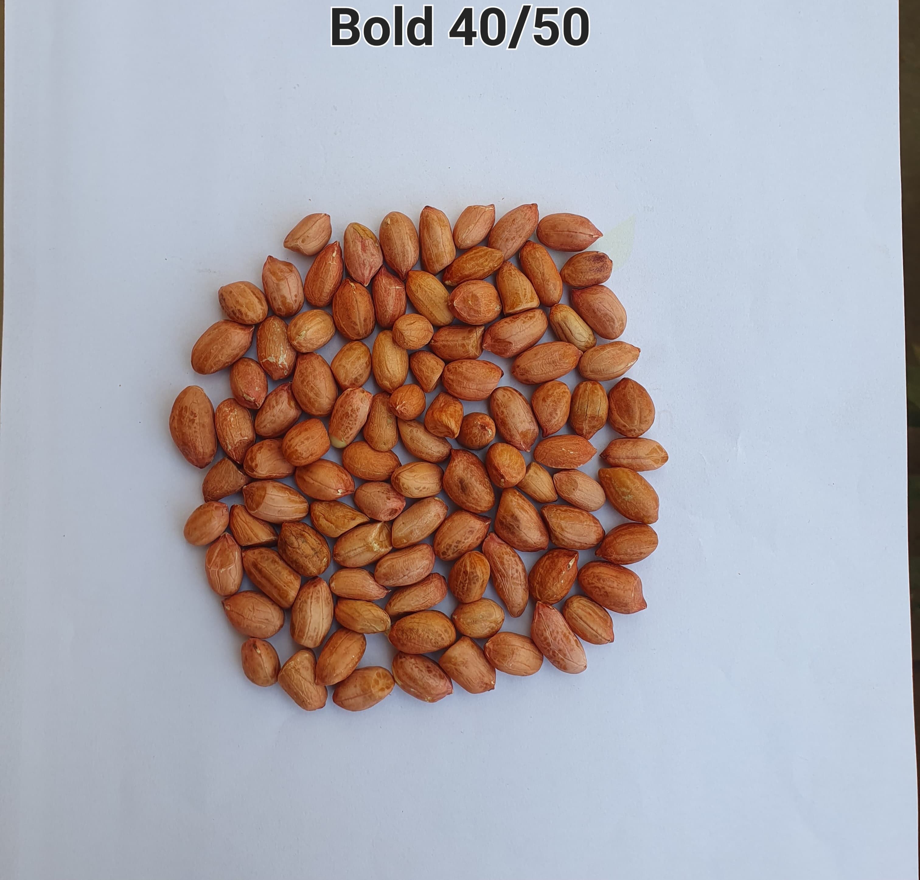 Peanut Seeds Bold